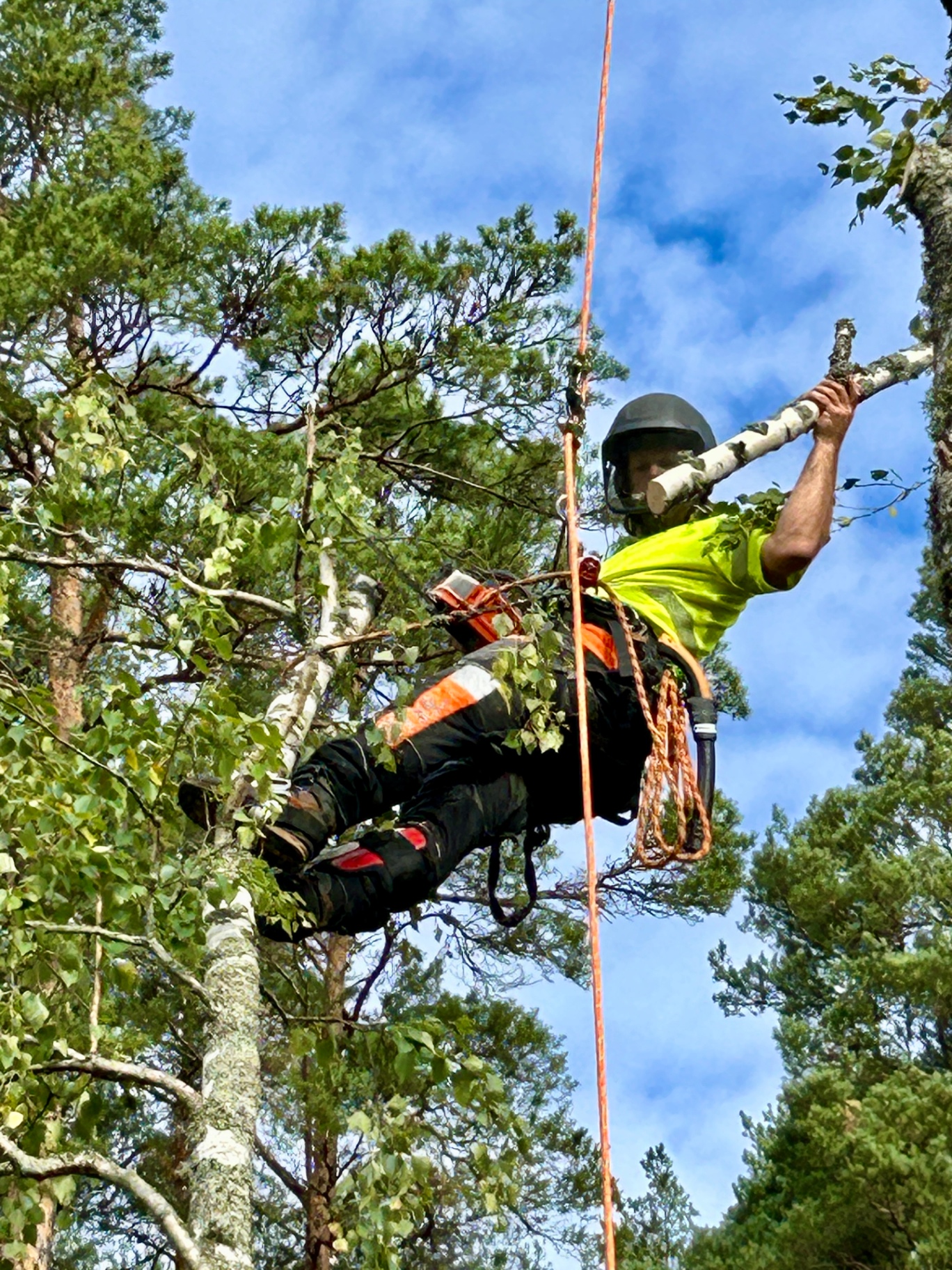 Klättrande arborist under trädarbete