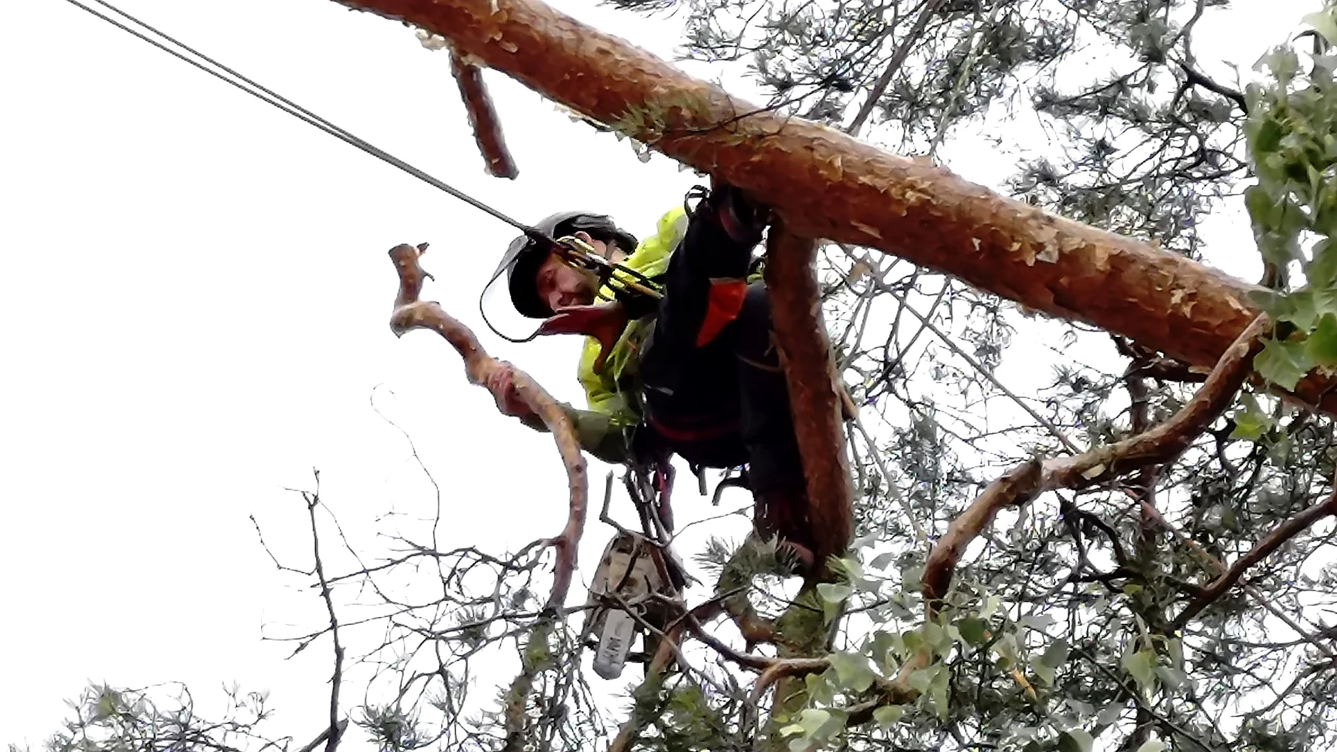 Arborist i Danderyd